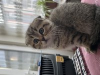 Scottish fold yuvarlak yüz