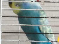 YENİ SAHİPLERİNİ BEKLEYEN MUHABBET KUŞU PAŞAM