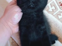 British shorthair silver tabby
