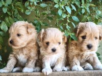 Maltipoo bebekler