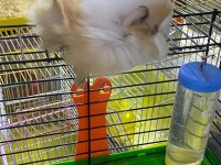 Guinea pig yavrular ele alışkın