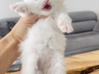 Efsane yavrular british longhair