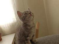 İki Aylık Erkek British Shorthair