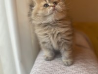 Anne baba şecereli ayı surat golden scottish fold