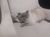 8 aylık Erkek British Shorthair
