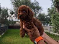 Poodle bizim işimiz