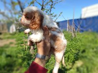 Cavalier king charles baby
