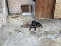 Acil sahiplendirme rottweiler