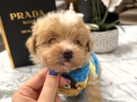 O dil hep dışarıda muhteşem surat maltipoo oğlum Rico