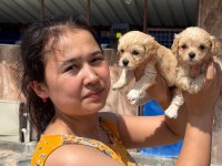 Maltipoo yavrusu köpeklerimiz