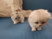 Silver british longhair şekerler