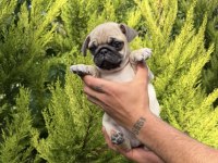 Mini pug yavrumuz