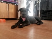 Safkan cane corso bebekler