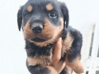 Rottweiler