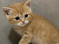 Siyah gri golden british shorthair yavrularımız