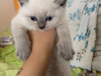 British Blue Point