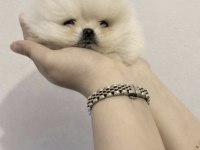 POMERANİAN BOO BAKIMLI