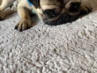 3 yaşında cipli eğitimli eşleşme tecrübeli pug