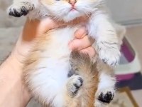 Muhteşem Golden British Longhair Yavrularımız