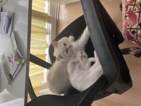 ANNE İRAN CİNCİLLA BABASI BRİTİSH YAVRU KEDİM
