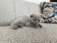 Erkek 50 günlük yavru scottish fold