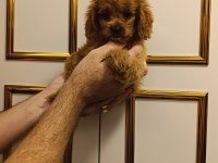 TOY POODLE KUZUMUZ