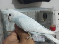 Ele alıştırmalık muhabbet kuşu bebekler