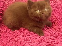 Safkan british shorthair solid chocolate