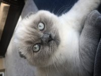 Scottish fold blue point