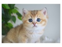 British Shorthair Golden Yavruları