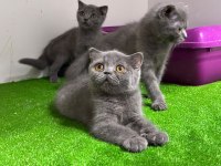 Irk Ve Sağlık Garantili Scottish Fold