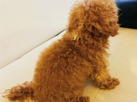 9 AYLIK DİŞİ TOY POODLE
