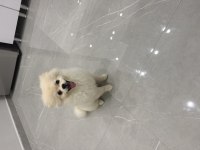Ayı Surat Pomeranian