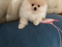 75 günlük erkek pomeranian