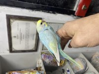 Rainbow renk kuşları