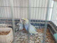 2 AYLIK YAVRULAR VE YENİ YEME DÜŞMÜŞ KUŞLAR