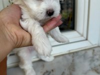 45 günlük köpeklerimiz