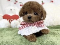 Toy Poodle Yavrusu