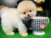 Ruhsatlı Yetiştiriciden Özel Pomeranian Yavrular
