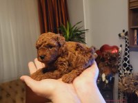 Toy ve teacup poodle teslime hazır yavrular