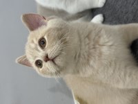 Safkan British Shorthair Fawn 3 Aylık Erkek