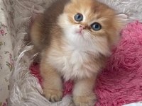 Ny11 dişi full şecereli british longhair