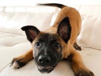 Belçika kurdu köpeği