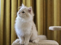 Krem rengi british longhair yakışıklım