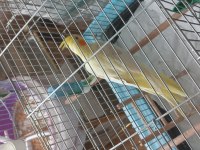 Sultan Papağanı Lutino 5 Aylık