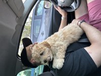 6 aylık apricot maltipoo