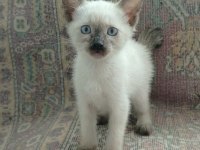 NADİR BULUNAN SİYAM KISA KUYRUK SAFKAN KEDİMİZ