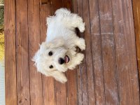 Terrier dişi 4 aylık