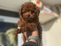 Petmode köpek çiftliğinden tea cup kore poodle