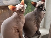 SFENKS TORTİE VE PEMBE RENK ORJİNAL YAVRULARIMIZ